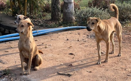 Indore Launches 6-Month Special Campaign to Control Street Dog Population