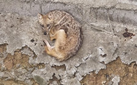 WILDLIFE RESCUES IN INDORE DISTRICT: SWIFT ACTION AND COMMUNITY INVOLVEMENT SAVE LIVES