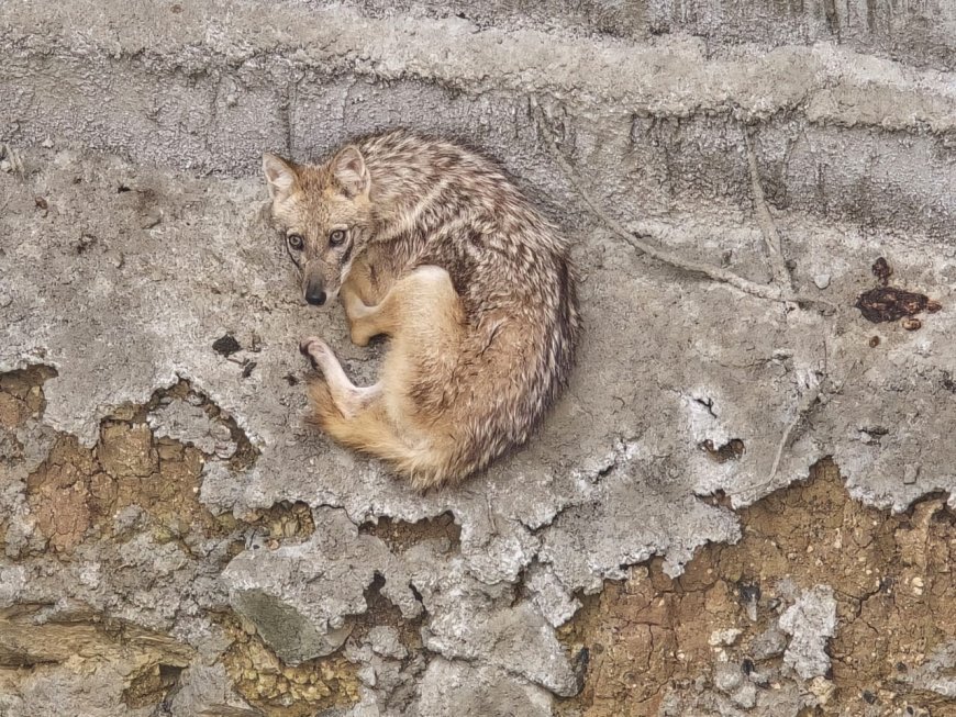 WILDLIFE RESCUES IN INDORE DISTRICT: SWIFT ACTION AND COMMUNITY INVOLVEMENT SAVE LIVES