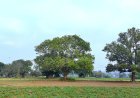 India’s silent tree crisis on farmland: The hidden loss of trees and its impact