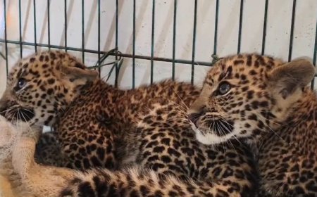 Ethical dilemma of the Harsoala leopard rescue: A mother, cubs, and compassion