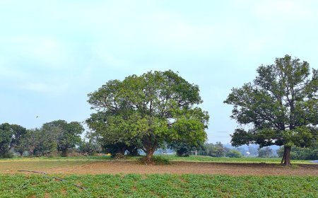 India’s silent tree crisis on farmland: The hidden loss of trees and its impact