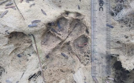 20 Tiger Signs Recorded in Indore Forest Division | AITE 2026