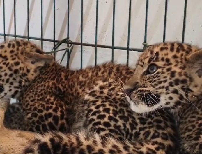 Ethical dilemma of the Harsoala leopard rescue: A mother, cubs, and compassion