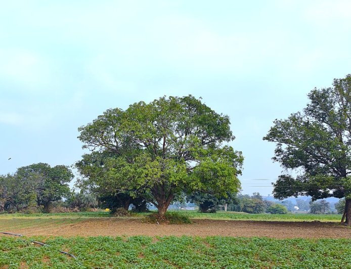 India’s silent tree crisis on farmland: The hidden loss of trees and its impact