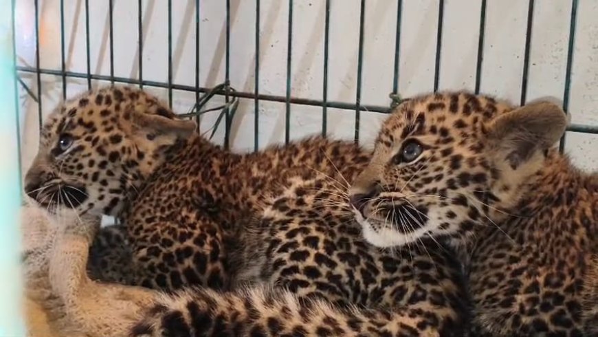 Ethical dilemma of the Harsoala leopard rescue: A mother, cubs, and compassion