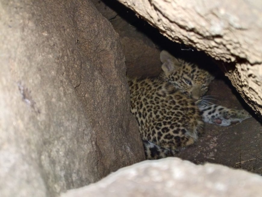 Ethical dilemma of the Harsoala leopard rescue: A mother, cubs, and compassion