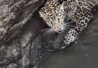 Leopard trapped in well; rescued by Indore team