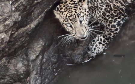 Leopard trapped in well; rescued by Indore team