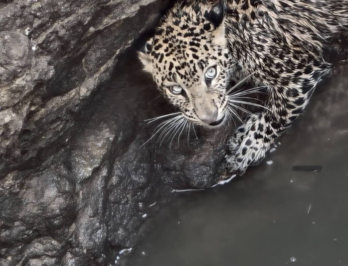 Leopard trapped in well; rescued by Indore team
