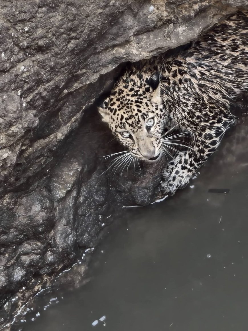Leopard trapped in well; rescued by Indore team