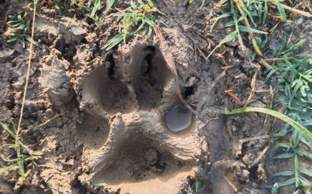 Indore, Madhya Pradesh: Leopard movement in Sulkhedi village near Mangaliya sparks concern; forest team monitors situation