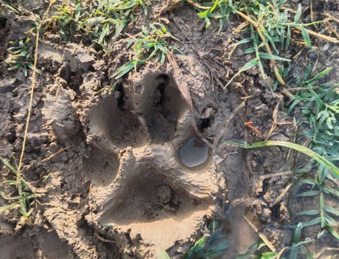 Indore, Madhya Pradesh: Leopard movement in Sulkhedi village near Mangaliya sparks concern; forest team monitors situation
