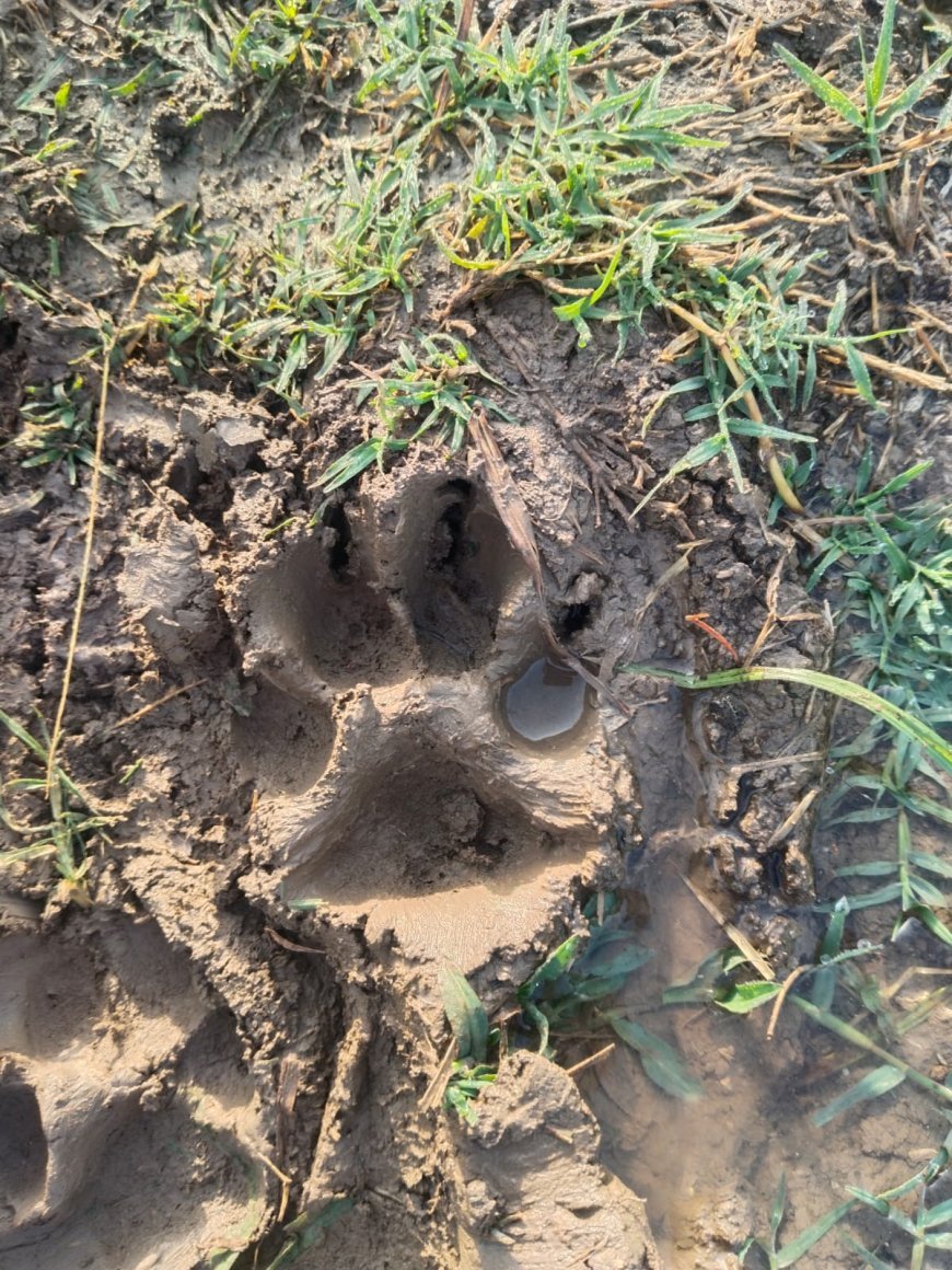 Indore, Madhya Pradesh: Leopard movement in Sulkhedi village near Mangaliya sparks concern; forest team monitors situation