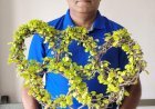 Indore Bonsai Artist Turns Three Carmona Plants Into Stunning Olympic Rings Tree