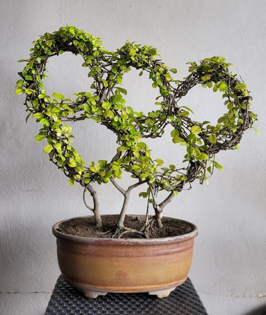 Indore Bonsai Artist Turns Three Carmona Plants Into Stunning Olympic Rings Tree